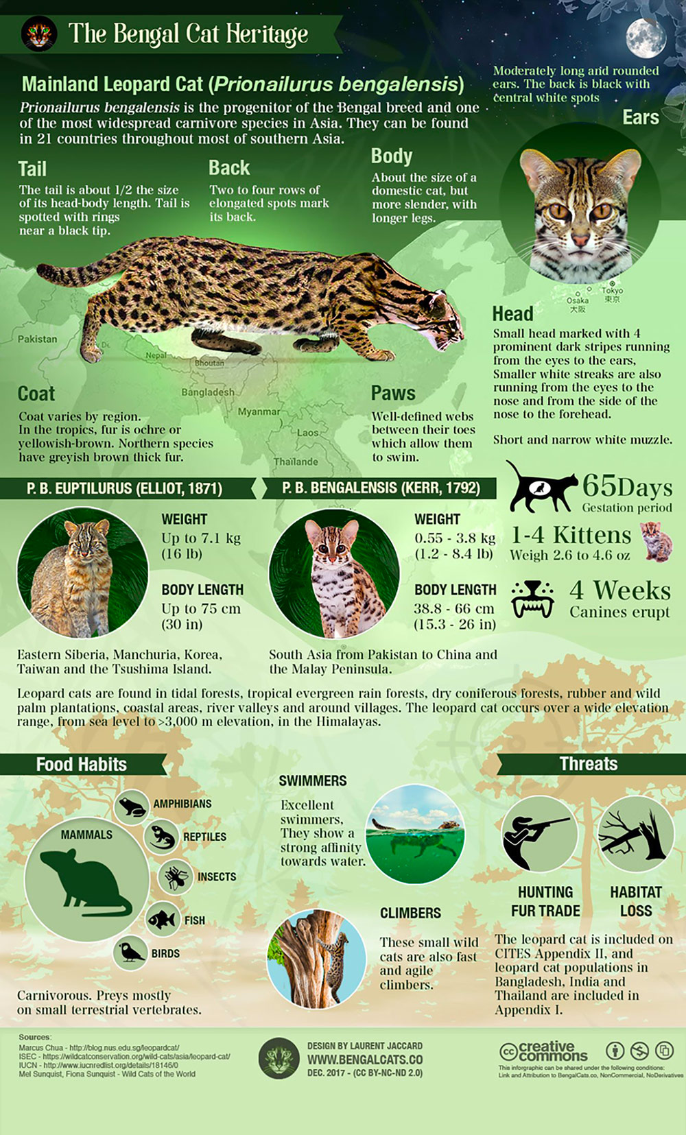 Asian leopard cat infographic